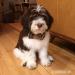 Polish lowland sheepdog  - Sale