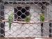 Papoušky nádherné, Rosely pestré, Korely - Prodej