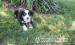 Australian Shepherd puppies - Sale
