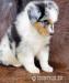 Australian Shepherd puppies - Sale