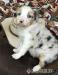 Australian Shepherd puppies - Sale