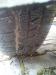 WT METAL THERMO 3 x box - Prodej