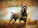  Cane Corso s PP - Predaj