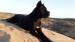  Cane Corso s PP - Predaj