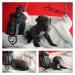 Cane Corso s PP - Predaj