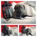 Cane Corso s PP - Predaj