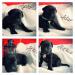 Cane Corso s PP - Predaj