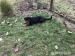Rottweiler šteňatá - Predaj