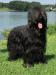 Briard - černá štěňata z mimořádného spojení - Predaj