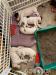 pet - Sale