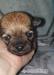 Chihuahua als Deckrüde  - Verkauf