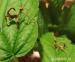Strašilka australská (Extatosoma tiaratum) - Prodej