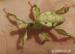 Strašilka australská (Extatosoma tiaratum) - Prodej