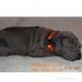 Thai Ridgeback dog vrh B - Predaj