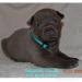 Thai Ridgeback dog vrh B - Predaj