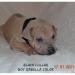 Thai Ridgeback dog vrh B - Predaj