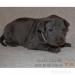 Thai Ridgeback dog vrh B - Predaj