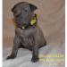 Thai Ridgeback dog vrh B - Predaj