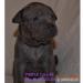 Thai Ridgeback dog vrh B - Predaj