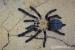Latrodectus, spec hati hati, heteroscodra maculata - Koupě