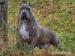 Zviera - Predaj