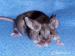 Barevné laboratní myšky z ChS - Prodej