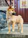 Hodowla psów rasy Shiba Inu - Sprzedaż