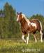 Paint horse hříbě kobylka - Prodej