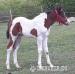 Paint horse hříbě kobylka - Prodej