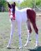 Paint horse hříbě kobylka - Prodej