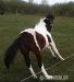 Paint horse hříbě kobylka - Prodej