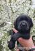 Labrador czarne szczenięta ZKwP/FCI - Sprzedaż