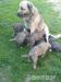 štěnata - Prodej