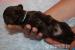 RUSKÁ BAREVNÁ BOLONKA - Prodej