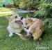 Welsh Corgi Pembroke - Predaj