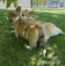 Welsh Corgi Pembroke - Predaj