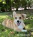 Welsh Corgi Pembroke - Predaj