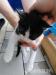 Mačiatka hľadajú súrne domov - Darovanie