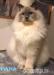 mačiatka Ragdoll - Predaj