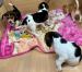 Beagle-Welpen - Kauf