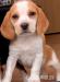 Beagle-Welpen - Kauf