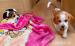 Beagle-Welpen - Kauf