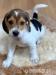 Beagle-Welpen - Kauf