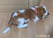 Beagle-Welpen - Kauf