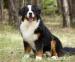 Berner Sennenhund Welpen - Kauf