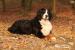 Berner Sennenhund Welpen - Kauf