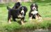 Berner Sennenhund Welpen - Kauf