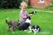 Border Collie Welpen - Kauf