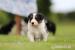 Border Collie Welpen - Kauf