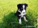 Border Collie Welpen - Kauf